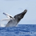 whale_humpback_h_00475_dom2523.jpg
